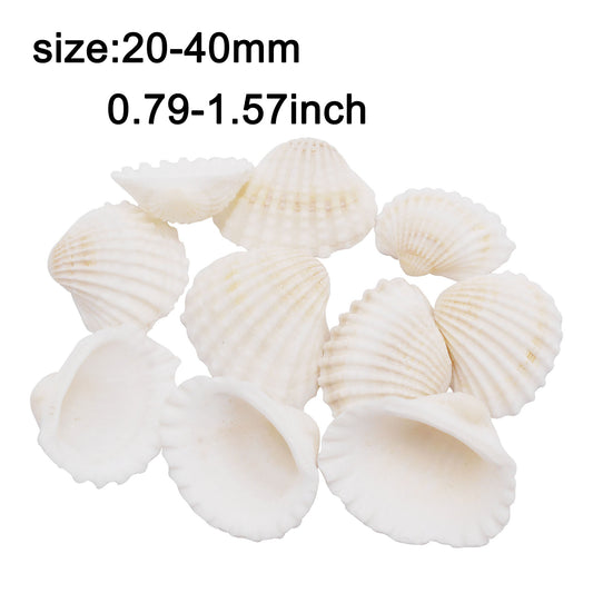 350 Grams Natural Seashells Small White Shells Bulk for Home Decor Beach Theme Party Candle Making Decoration Aquarium Vases Filler Craft DIY