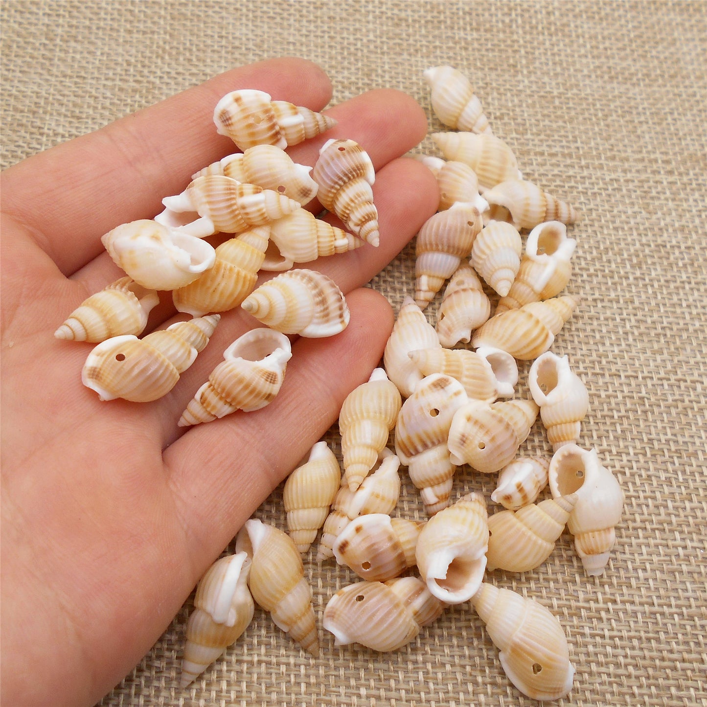 100g One Box of Drilled Hole Shell Conch Whelk for Craft DIY Jewelry Necklace Earring Bracelet Making Home Decoration Phone Frame Candle Making