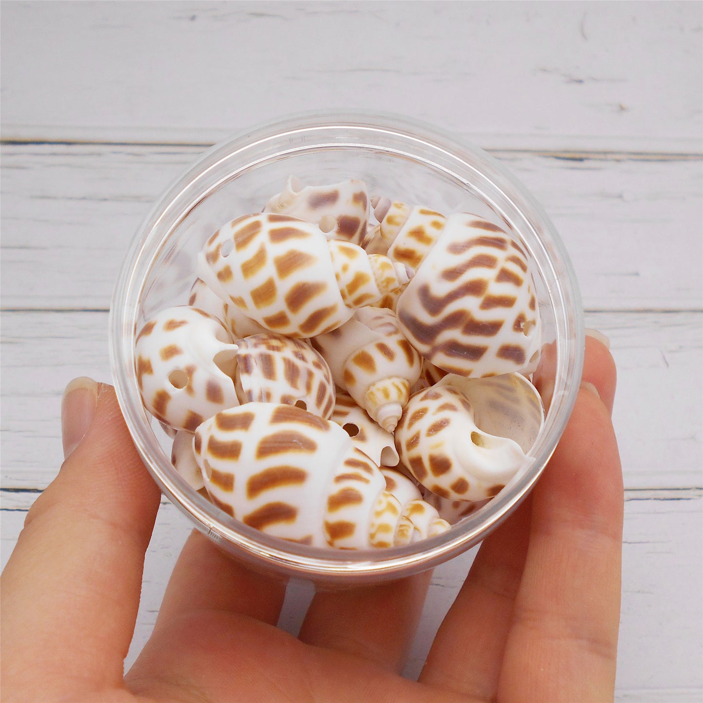 50g One Jar of Drilled Spotted Whelk Shell Sea Shell with Hole for Craft DIY Jewelry Necklace Earring Bracelet Making Home Decoration Phone Frame Candle Making 2-3cm