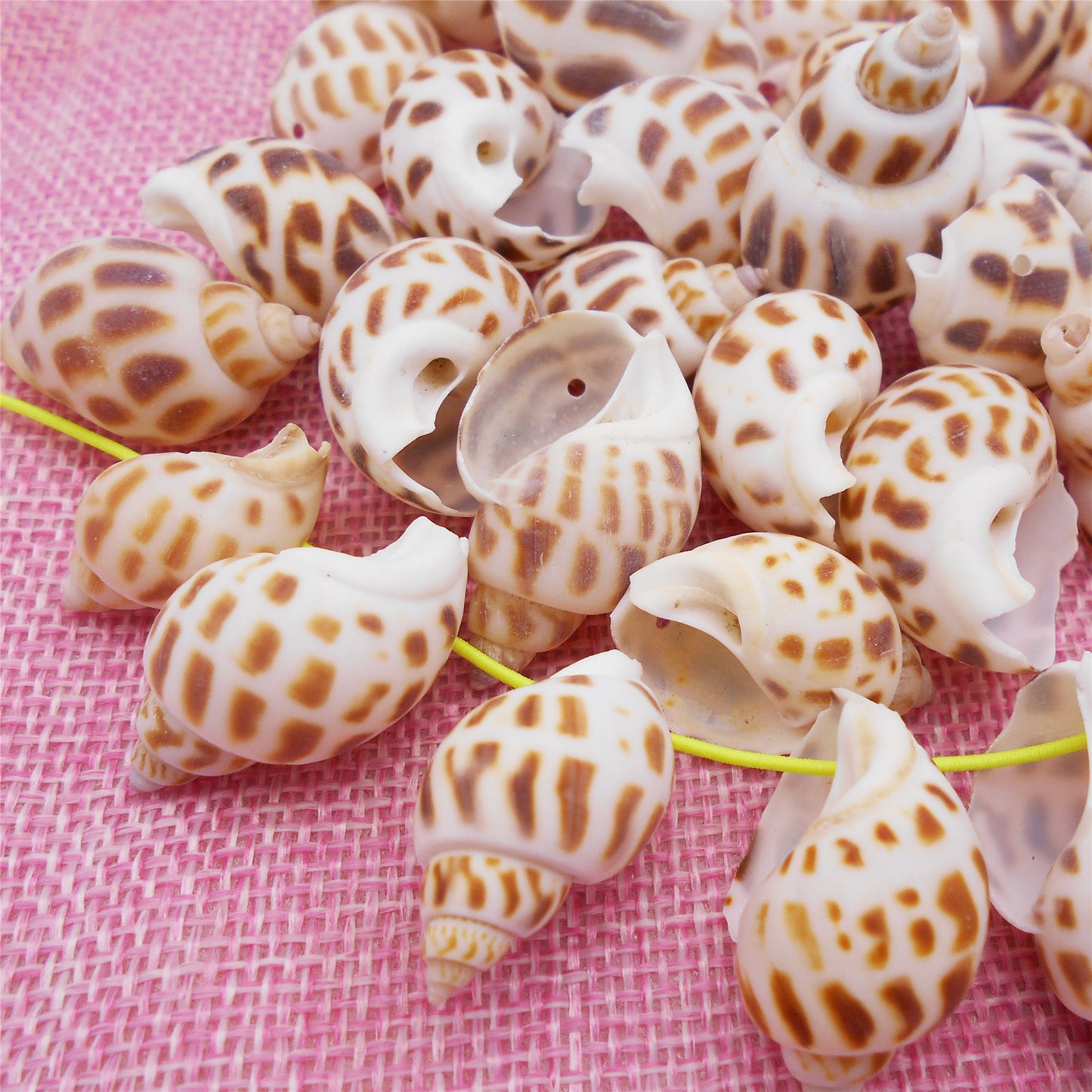 50g One Jar of Drilled Spotted Whelk Shell Sea Shell with Hole for Craft DIY Jewelry Necklace Earring Bracelet Making Home Decoration Phone Frame Candle Making 2-3cm