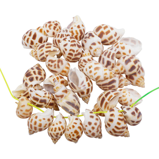 50g One Jar of Drilled Spotted Whelk Shell Sea Shell with Hole for Craft DIY Jewelry Necklace Earring Bracelet Making Home Decoration Phone Frame Candle Making 2-3cm