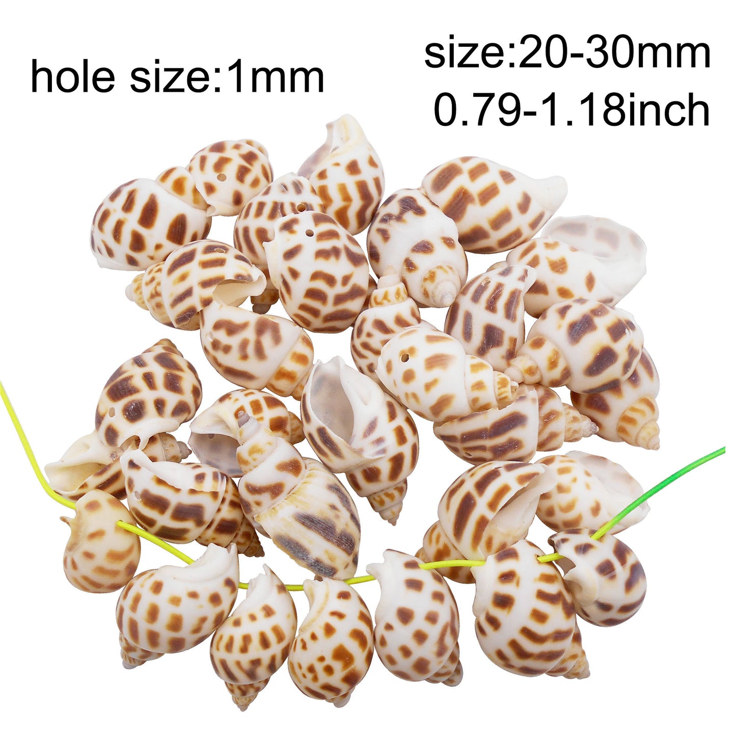 50g One Jar of Drilled Spotted Whelk Shell Sea Shell with Hole for Craft DIY Jewelry Necklace Earring Bracelet Making Home Decoration Phone Frame Candle Making 2-3cm