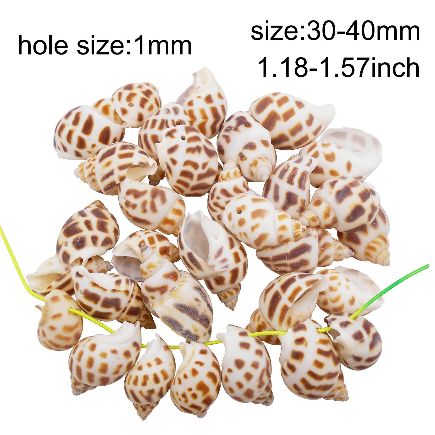 50g One Jar of Drilled Spotted Whelk Shell Sea Shell with Hole for Craft DIY Jewelry Necklace Earring Bracelet Making Home Decoration Phone Frame Candle Making 3-5cm