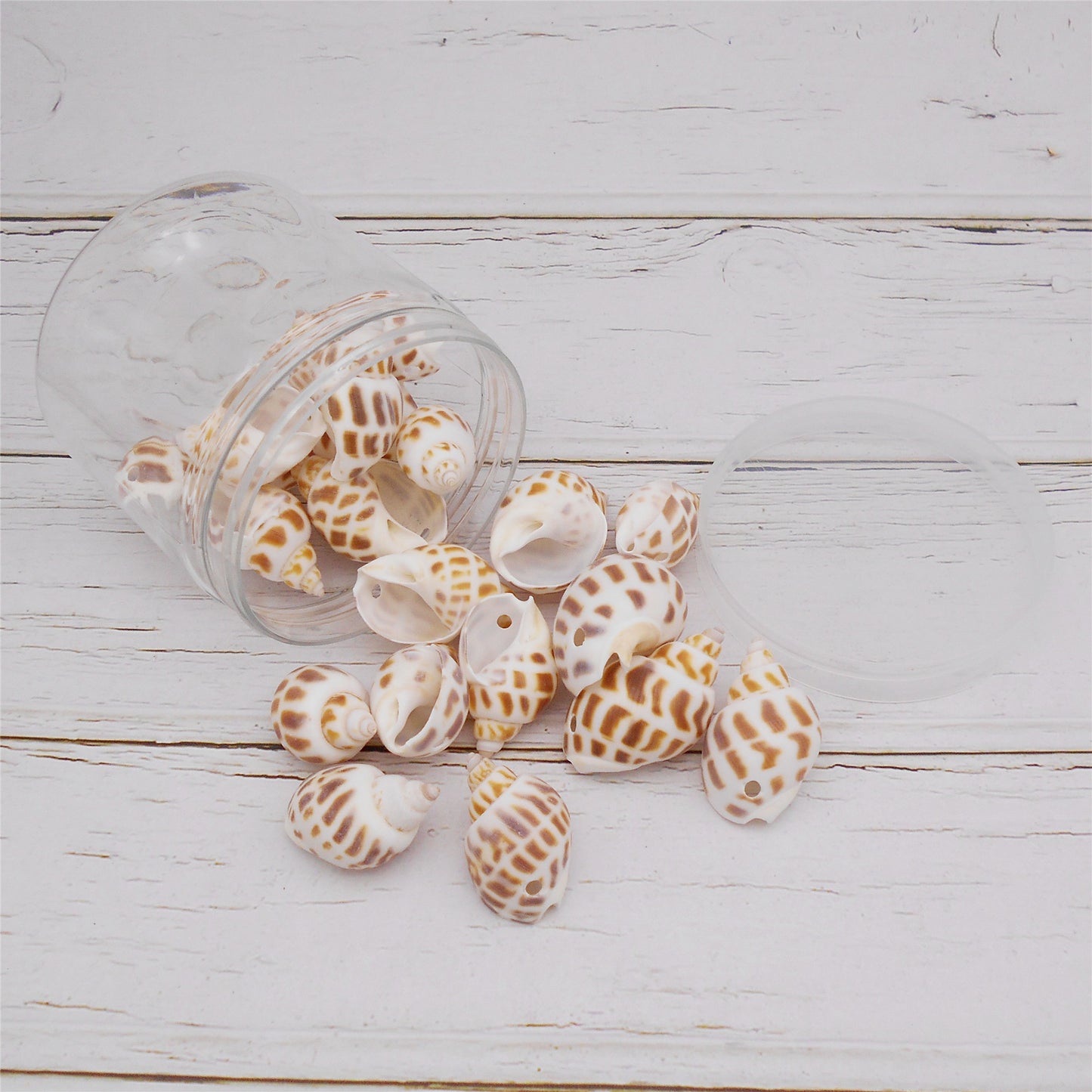 50g One Jar of Drilled Spotted Whelk Shell Sea Shell with Hole for Craft DIY Jewelry Necklace Earring Bracelet Making Home Decoration Phone Frame Candle Making 3-5cm