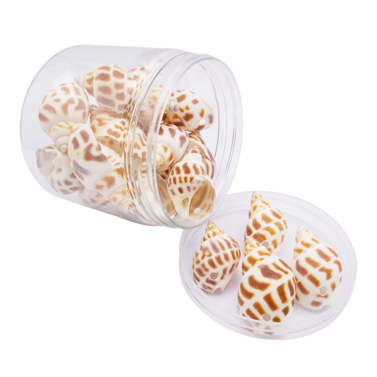 50g One Jar of Drilled Spotted Whelk Shell Sea Shell with Hole for Craft DIY Jewelry Necklace Earring Bracelet Making Home Decoration Phone Frame Candle Making 2-3cm