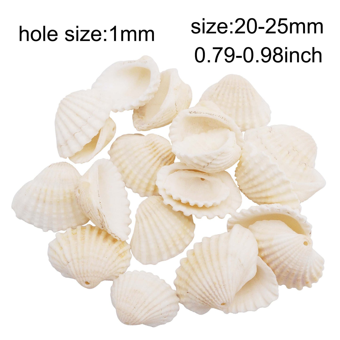 80g One Jar of Drilled Scallop Shell Sea Shell with Hole White for Craft DIY Jewelry Necklace Earring Bracelet Making Home Decoration Phone Frame Candle Making  2-2.5cm