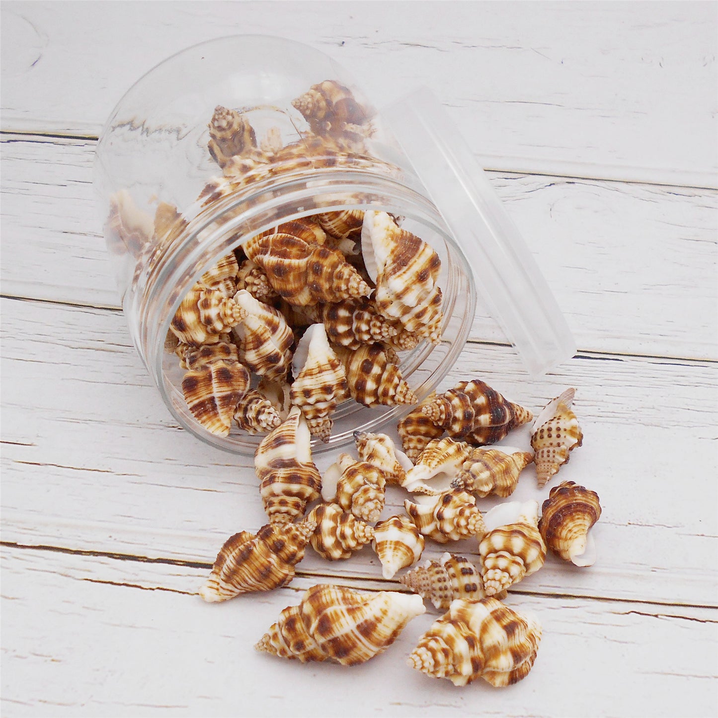 70g One Jar of Brown Whelk Shell Sea Shell for Craft DIY Jewelry Necklace Earring Bracelet Making Home Decoration Phone Frame Candle Making 2-3cm