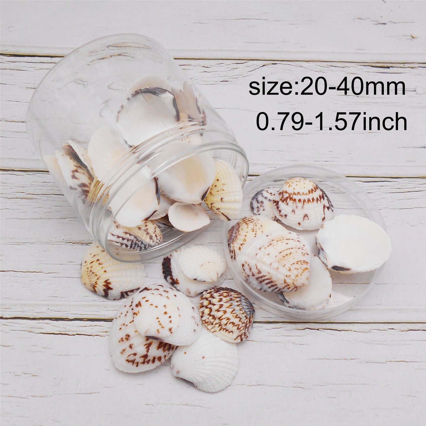 90g One Jar of Scallop Shell Sea Shell for Craft DIY Jewelry Necklace Earring Bracelet Making Home Decoration Phone Frame Candle Making