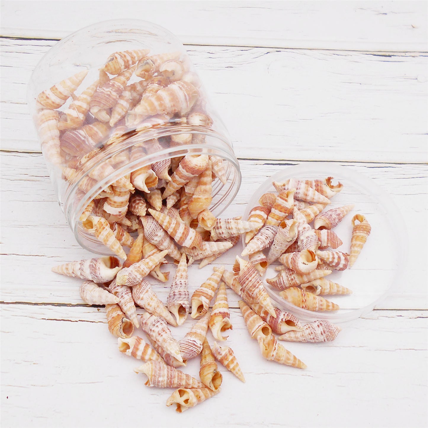 100g One Jar of Long Beige Whelk Shell Sea Shell for Craft DIY Jewelry Necklace Earring Bracelet Making Home Decoration Phone Frame Candle Making