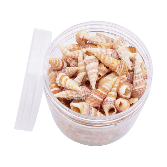 100g One Jar of Long Beige Whelk Shell Sea Shell for Craft DIY Jewelry Necklace Earring Bracelet Making Home Decoration Phone Frame Candle Making