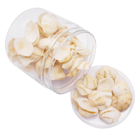 80g One Jar of White Whelk Shell Sea Shell for Craft DIY Jewelry Necklace Earring Bracelet Making Home Decoration Phone Frame Candle Making